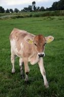 home calf on pasture