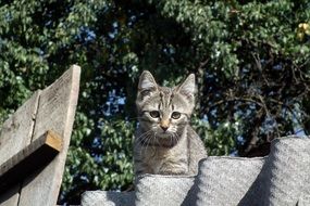 Picture of Kitten is on a fence