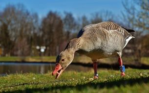 Goose is eating grass