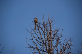 lonely bird on a tall tree against a blue sky