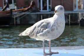 seagull with white plumage near the water