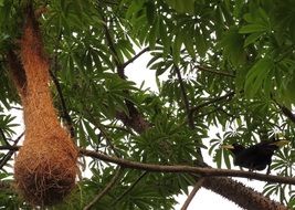 bird nest in tropical forest