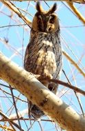 Owl bird on tree