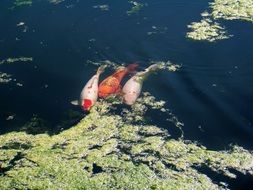 fish in a pond in japan