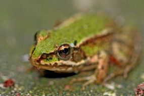 green frog with yellow eyes