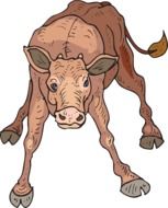 wobbly calf as an illustration