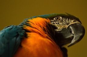 blue-gold macaw