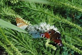 butterfly on a green plant in spring