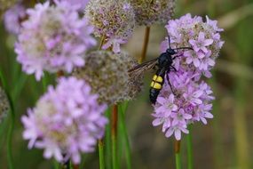 Dagger Wasp