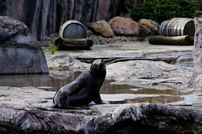 Sea lion on the rocks