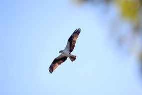 bird of prey flying