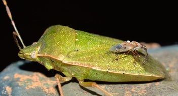 two insects on a stone close-up