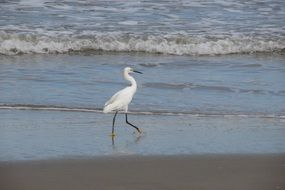 pride heron on the beach