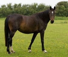 Beautiful standing brown Horse