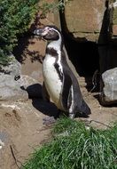 photo of standing black and white penguin bird