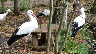 storks in nature