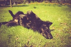 black dog in green grass