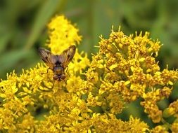 brown Fly on Yellow Flowers