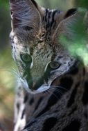 African wildcat