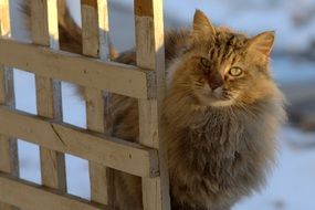 Cat behind the fence