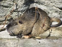 Nutria Rodent Nager
