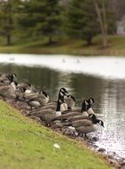 grey Geese flock at water