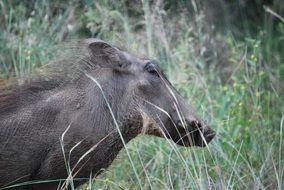 closeup picture of wild female Warthog head among grass