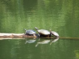 landscape of three turtles on the pond