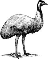Emu Bird black and white sketch
