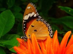 red butterfly on a bright flower