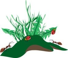 Picture of ladybugs on a grass
