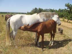 charming Mare Horses