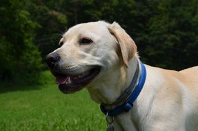 portrait of a friendly labrador