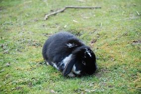 black and white rabbit on a green lawn