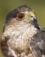 hawk with red eyes close up