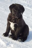 Black and white labrador puppy on the snow in nature