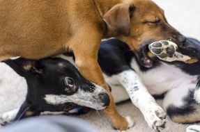 two young Dogs playing together