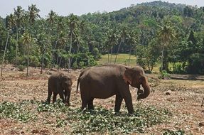 charming Elephants Jungle