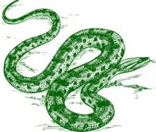 painted anaconda