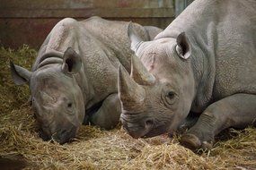 Two rhino lie on hay in a zoo