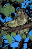 screech owl in the evening