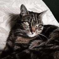 grey tabby cat