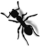 painted ant on white background