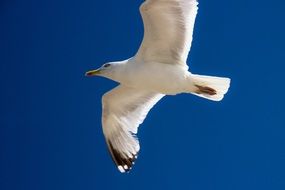 flying seagull in blue sky