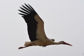 flying majestic stork