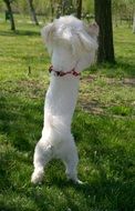 white dog dancing on green grass