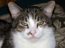 muzzle of a big cat with green eyes