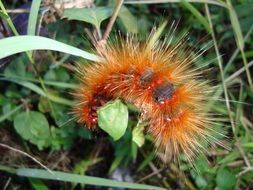 fluffy orange caterpillar on a flower