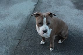 brown and white Dog sits on asphalt