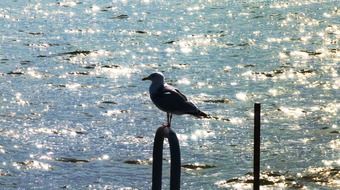 seagull near shiny water on a sunny day